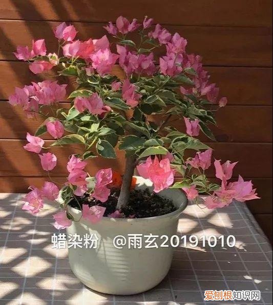 三角梅怎么养好呢,养三角梅的5个技巧,跟她学一学,年年开爆盆