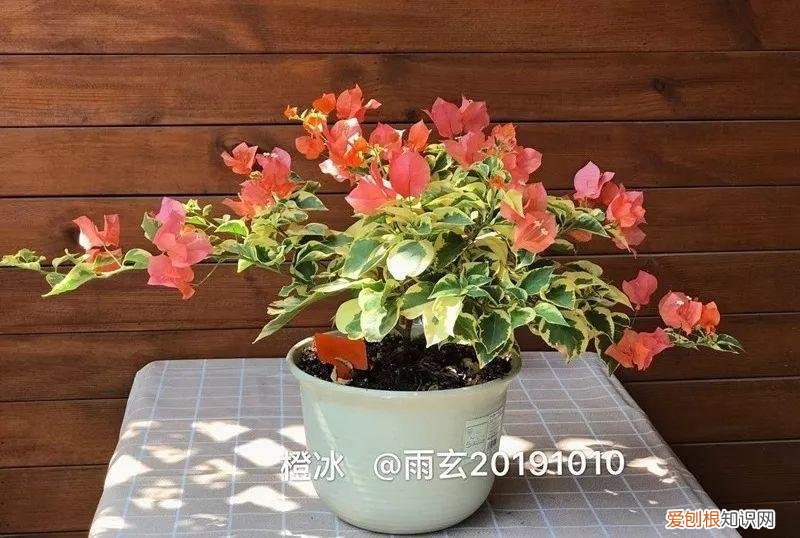 三角梅怎么养好呢,养三角梅的5个技巧,跟她学一学,年年开爆盆