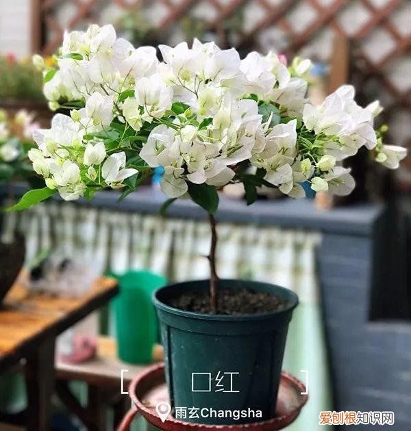 三角梅怎么养好呢,养三角梅的5个技巧,跟她学一学,年年开爆盆