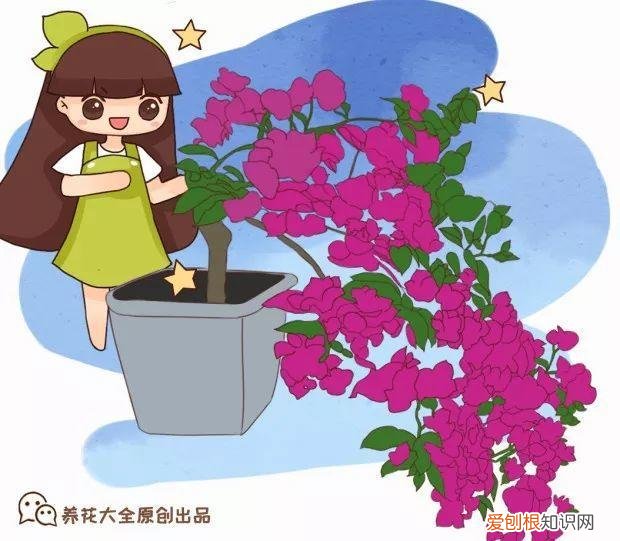 三角梅怎么养好呢,养三角梅的5个技巧,跟她学一学,年年开爆盆