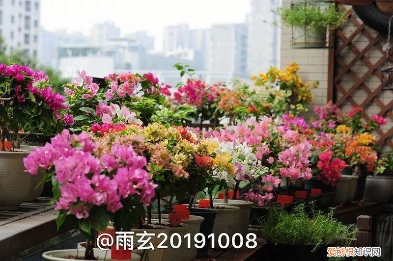 三角梅怎么养好呢,养三角梅的5个技巧,跟她学一学,年年开爆盆