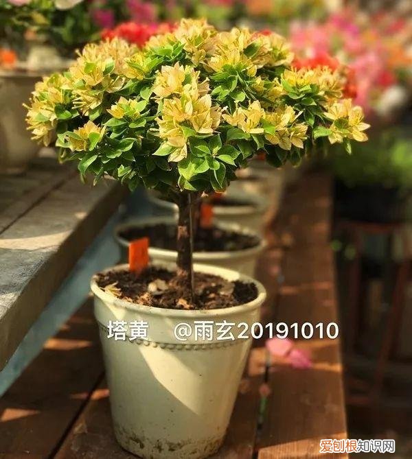 三角梅怎么养好呢,养三角梅的5个技巧,跟她学一学,年年开爆盆