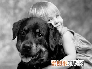 懂狗的人一眼就知道狗的好坏,狗狗知识大扫盲,你真的懂你的狗吗?
