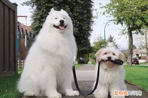 懂狗的人一眼就知道狗的好坏,狗狗知识大扫盲,你真的懂你的狗吗?