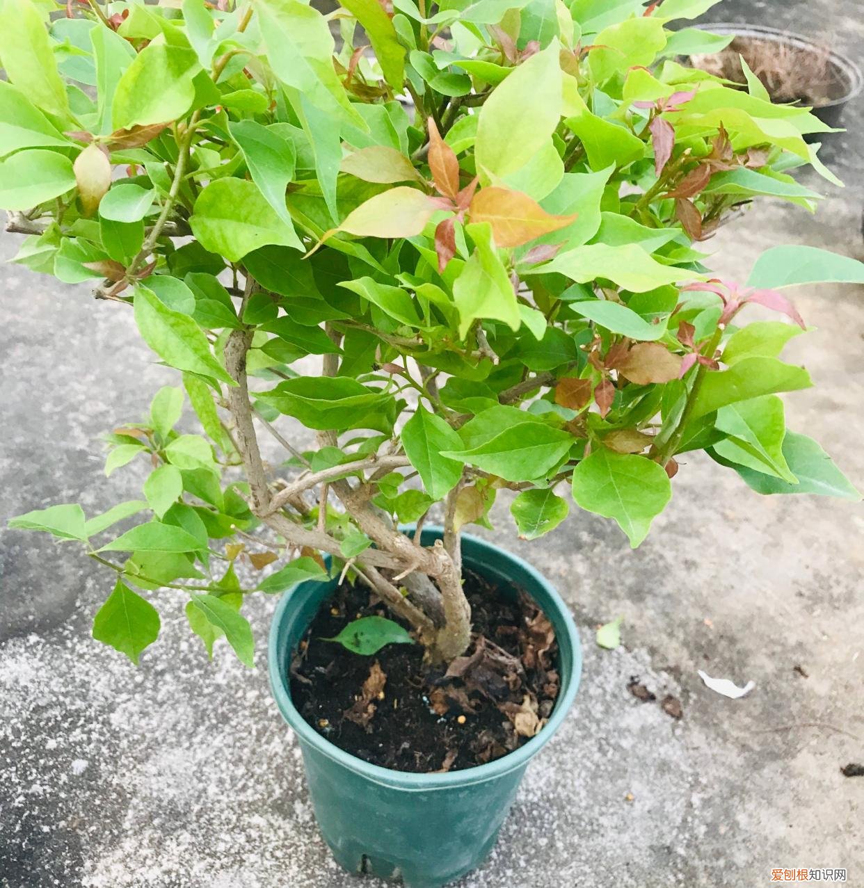 怎样养护三角梅才能开出很多漂亮的花，三角梅的养护技巧，就4点，花很多很旺盛、鲜艳亮丽、无可挑剔