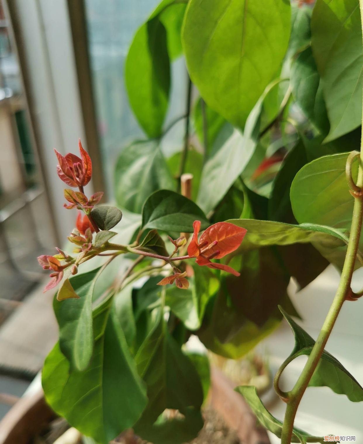 怎样养护三角梅才能开出很多漂亮的花，三角梅的养护技巧，就4点，花很多很旺盛、鲜艳亮丽、无可挑剔