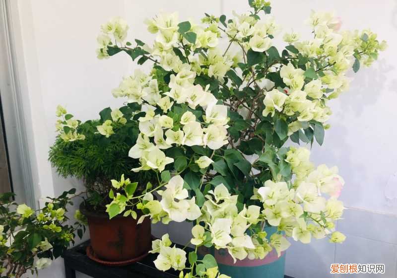 怎样养护三角梅才能开出很多漂亮的花，三角梅的养护技巧，就4点，花很多很旺盛、鲜艳亮丽、无可挑剔
