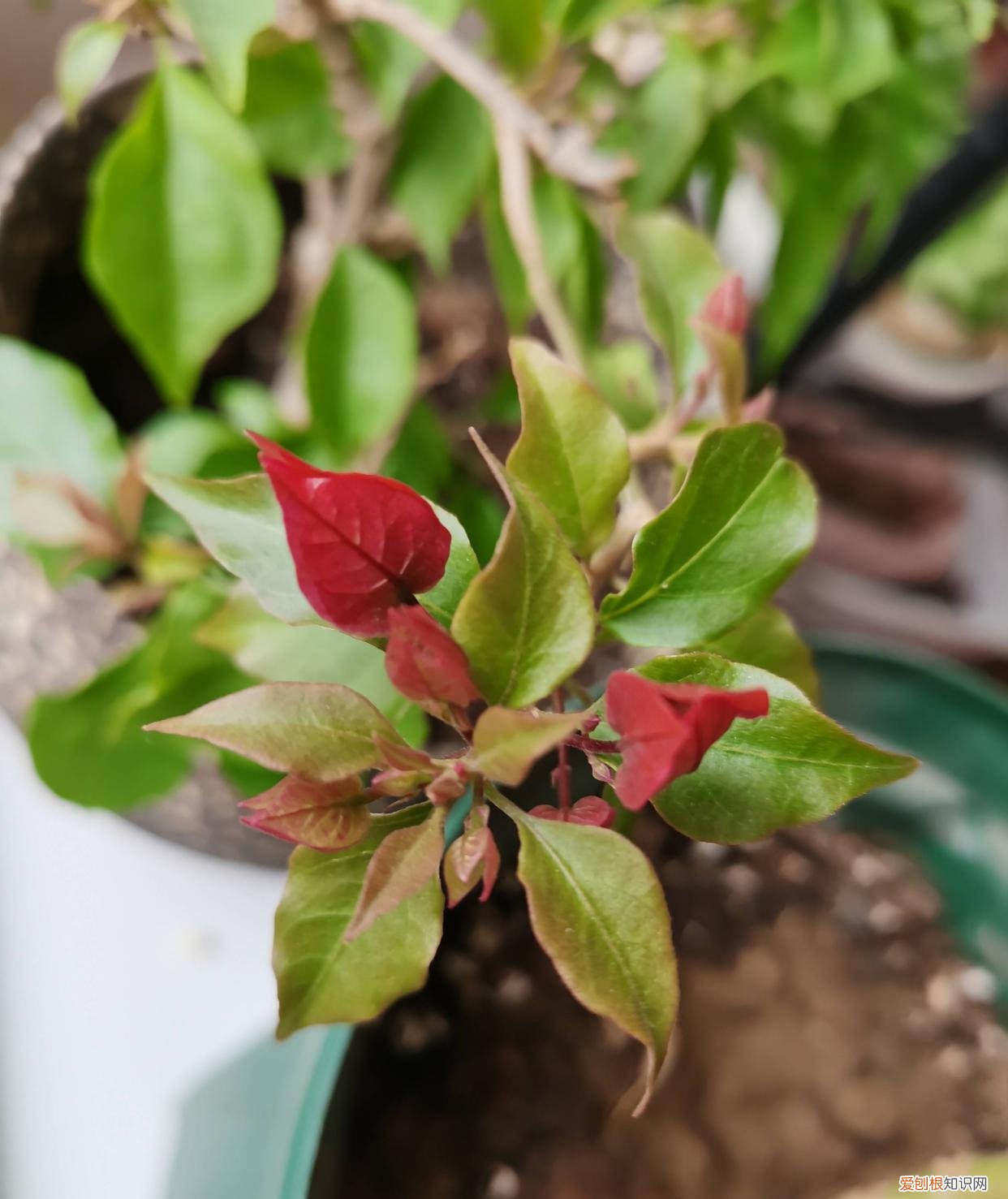 怎样养护三角梅才能开出很多漂亮的花，三角梅的养护技巧，就4点，花很多很旺盛、鲜艳亮丽、无可挑剔