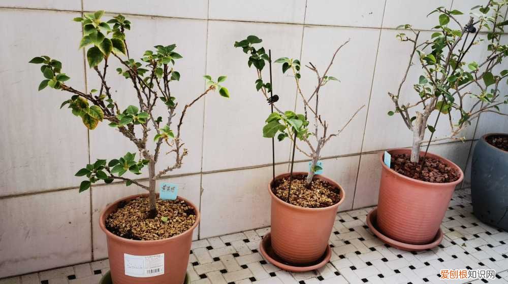 三角梅怎样养才能四季开花三角，养三角梅，有“3绝招”，四季开花，花朵繁茂，美到震撼