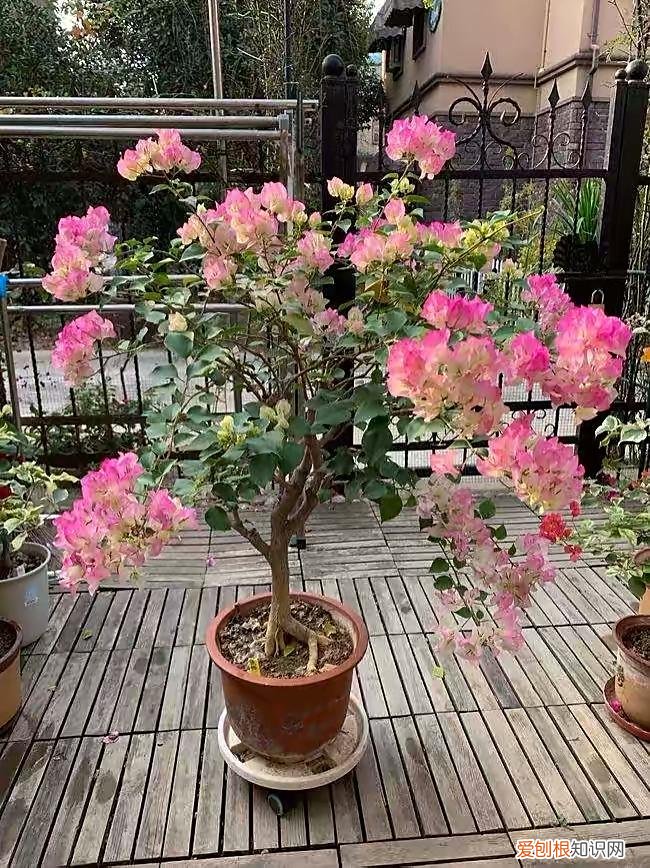 三角梅怎样养才能四季开花三角，养三角梅，有“3绝招”，四季开花，花朵繁茂，美到震撼