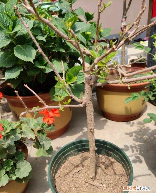 三角梅怎样养才能四季开花三角，养三角梅，有“3绝招”，四季开花，花朵繁茂，美到震撼