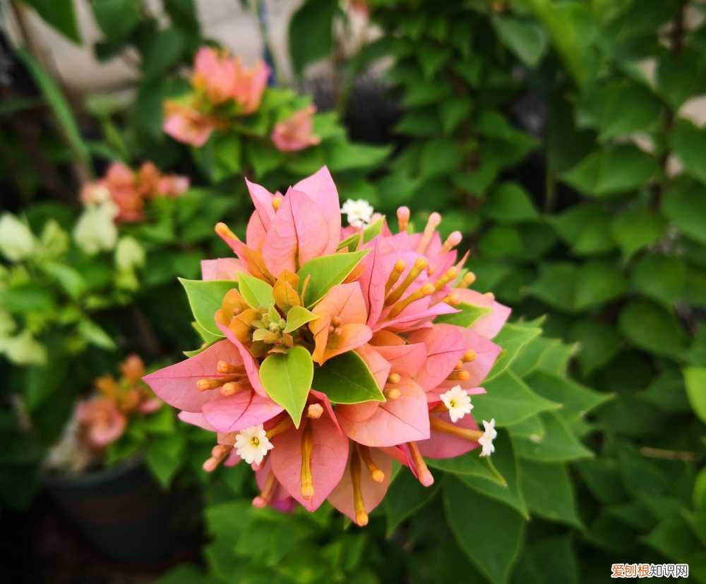 三角梅怎样养才能四季开花三角，养三角梅，有“3绝招”，四季开花，花朵繁茂，美到震撼