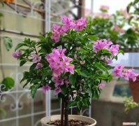 三角梅怎样养才能四季开花三角，养三角梅，有“3绝招”，四季开花，花朵繁茂，美到震撼