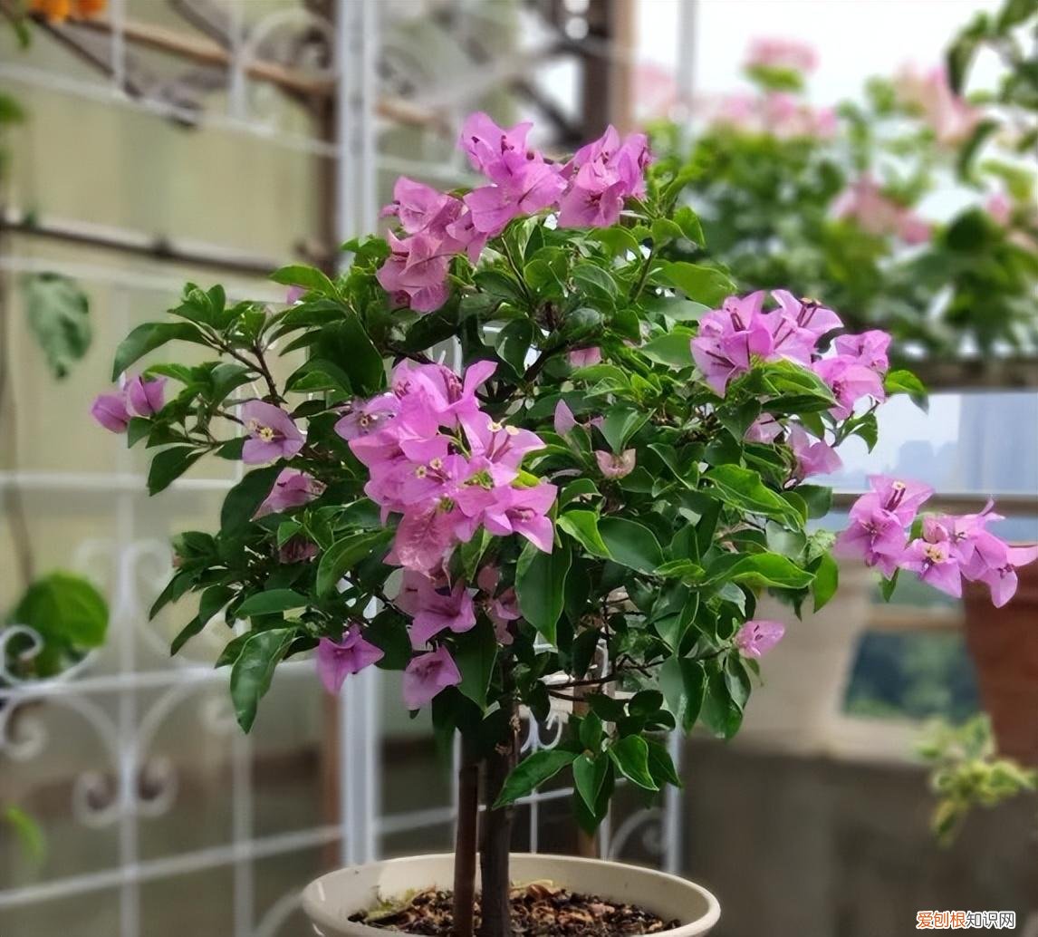 三角梅怎样养才能四季开花三角，养三角梅，有“3绝招”，四季开花，花朵繁茂，美到震撼