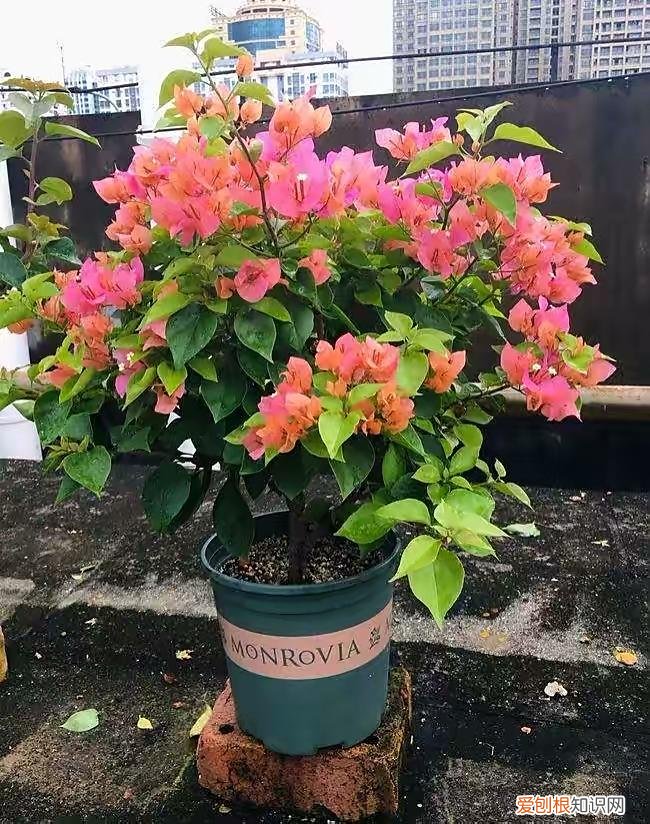 三角梅怎样养才能四季开花三角，养三角梅，有“3绝招”，四季开花，花朵繁茂，美到震撼