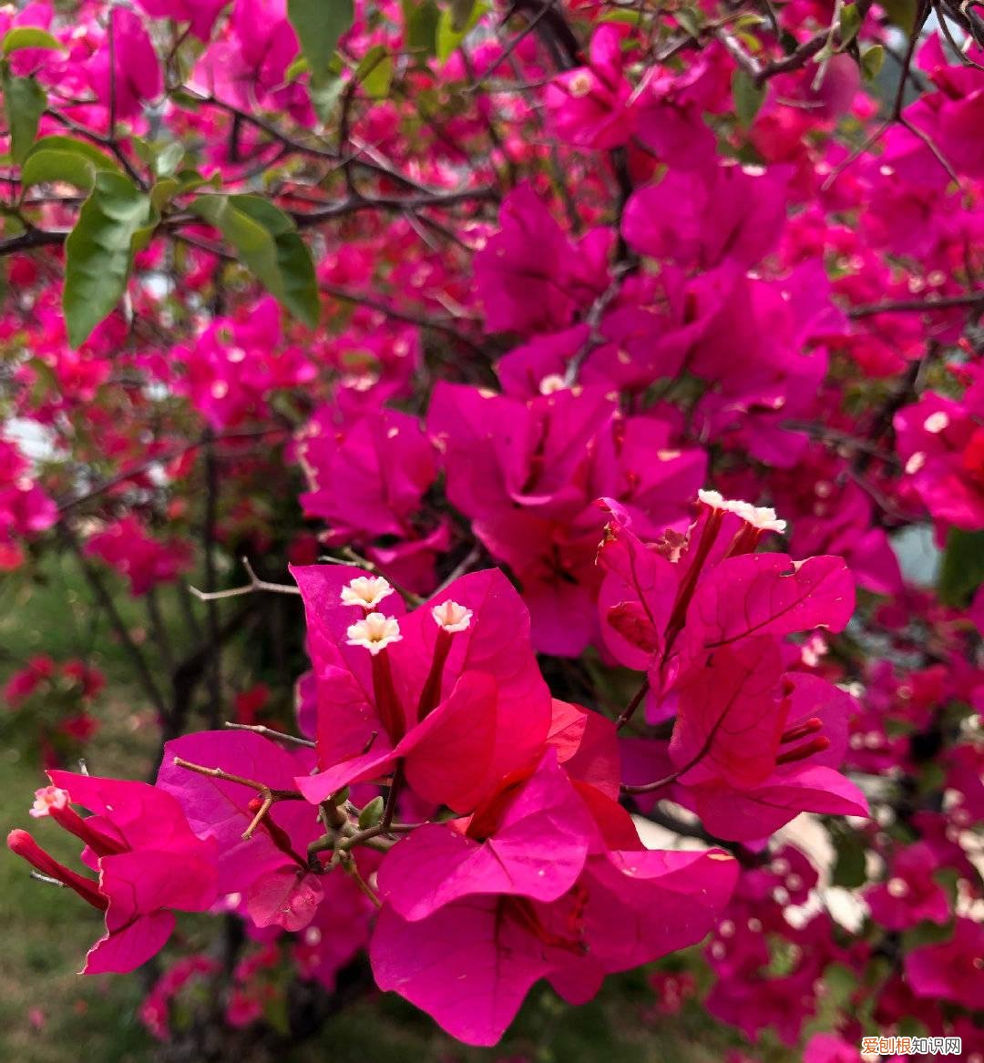 三角梅怎样养才能四季开花三角，养三角梅，有“3绝招”，四季开花，花朵繁茂，美到震撼