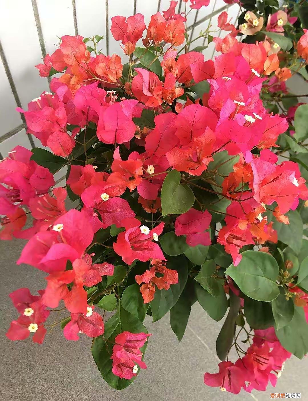 三角梅怎样养才能四季开花三角，养三角梅，有“3绝招”，四季开花，花朵繁茂，美到震撼