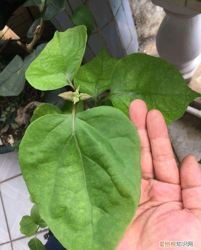 三角梅怎样养才能四季开花三角，养三角梅，有“3绝招”，四季开花，花朵繁茂，美到震撼