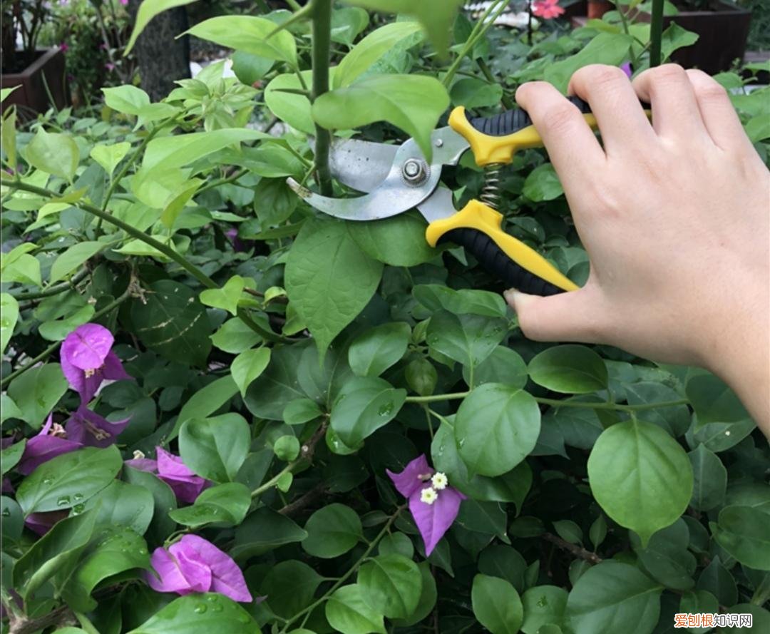 三角梅不开花有什么好办法修剪，三角梅有“3喜1怕”，想要开花满盆，就要这么养
