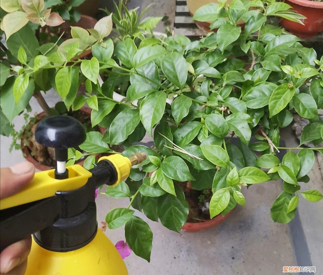 三角梅不开花有什么好办法修剪，三角梅有“3喜1怕”，想要开花满盆，就要这么养