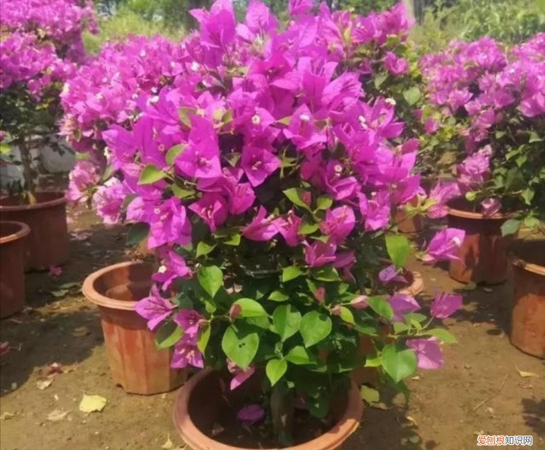 三角梅不开花有什么好办法修剪，三角梅有“3喜1怕”，想要开花满盆，就要这么养