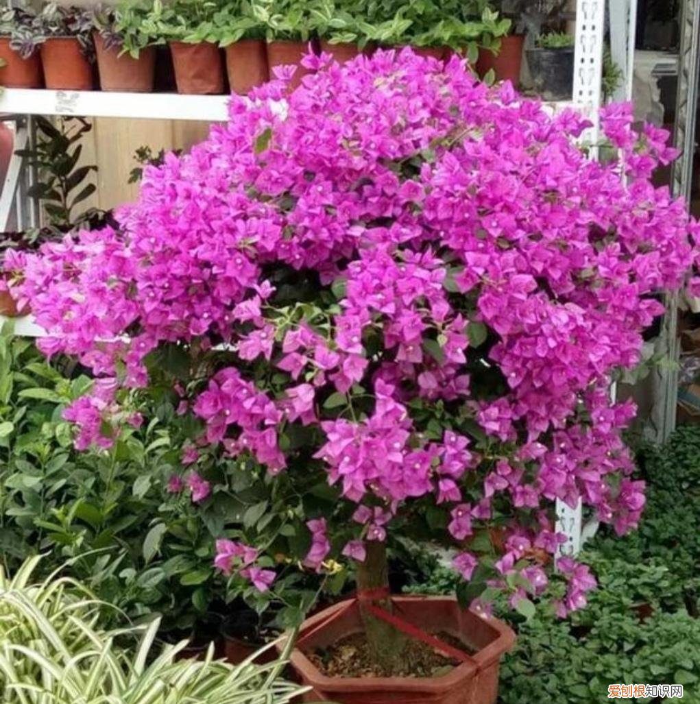 三角梅不开花有什么好办法修剪，三角梅有“3喜1怕”，想要开花满盆，就要这么养