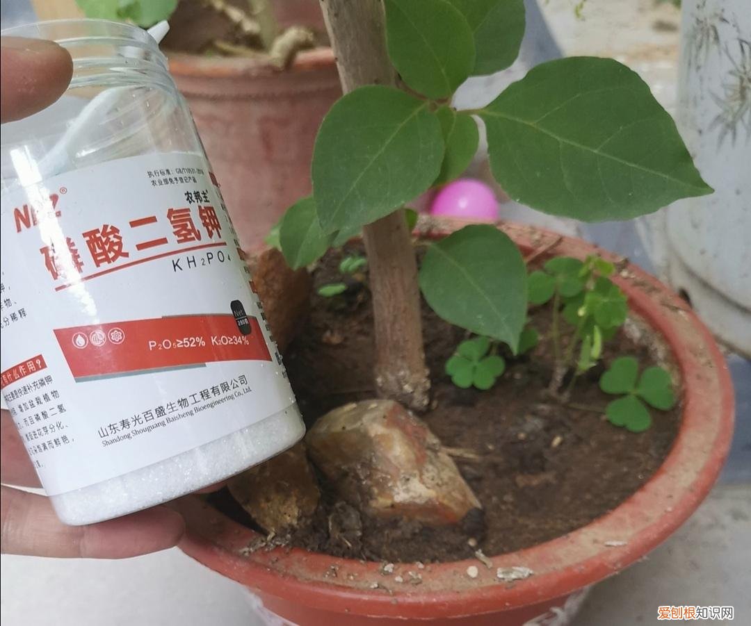 三角梅不开花有什么好办法修剪，三角梅有“3喜1怕”，想要开花满盆，就要这么养