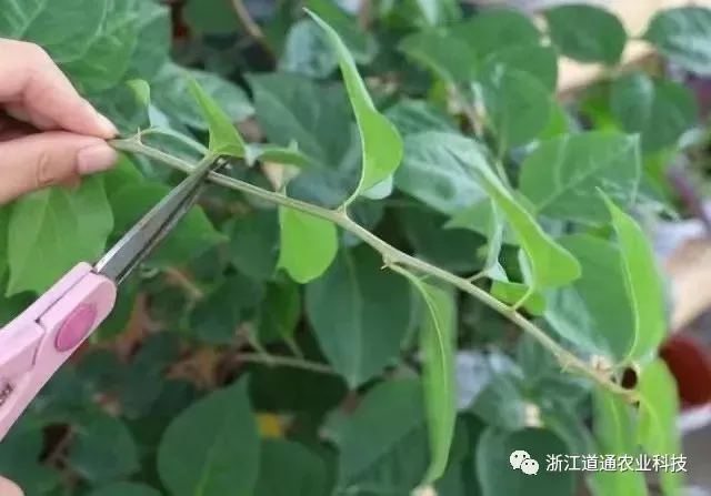 盆栽三角梅怎么养，“三角梅”这么养，包你花满枝头，盆盆爆花！
