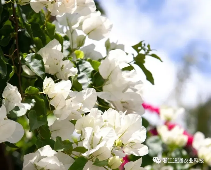 盆栽三角梅怎么养，“三角梅”这么养，包你花满枝头，盆盆爆花！