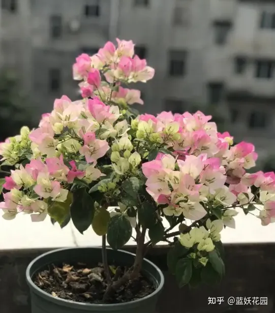 蓝梅怎么育苗，蓝妖：三角梅的养殖方法和注意事项，掌握这6点，开花超多
