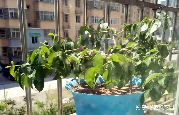 蓝梅怎么育苗，蓝妖：三角梅的养殖方法和注意事项，掌握这6点，开花超多
