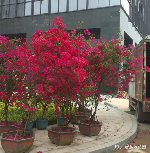 蓝梅怎么育苗，蓝妖：三角梅的养殖方法和注意事项，掌握这6点，开花超多