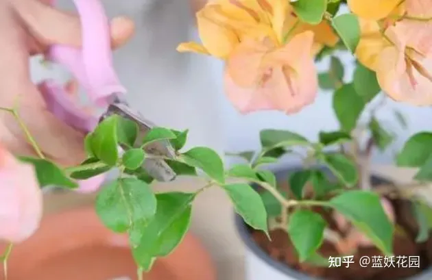 蓝梅怎么育苗，蓝妖：三角梅的养殖方法和注意事项，掌握这6点，开花超多