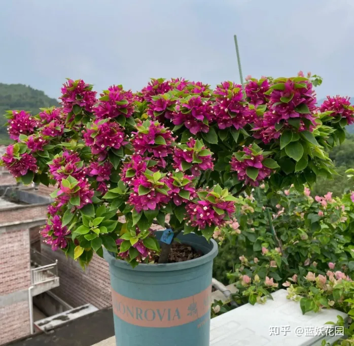 蓝梅怎么育苗，蓝妖：三角梅的养殖方法和注意事项，掌握这6点，开花超多