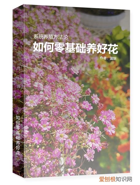 蓝梅怎么育苗，蓝妖：三角梅的养殖方法和注意事项，掌握这6点，开花超多