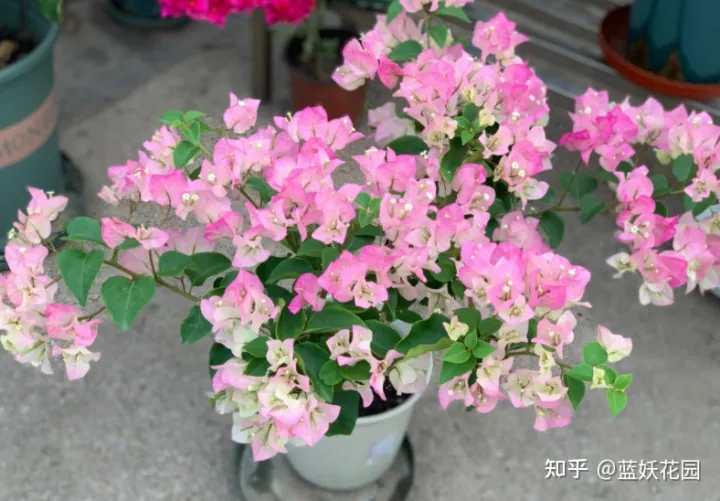 蓝梅怎么育苗，蓝妖：三角梅的养殖方法和注意事项，掌握这6点，开花超多
