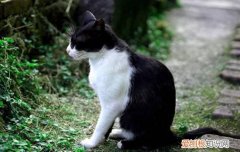 小猫生跳蚤怎么办，猫得了跳蚤怎么办