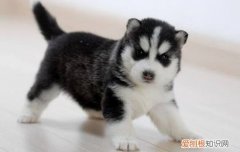 哈士奇什么时候训练比较好，哈士奇什么时候训练好，哈士奇什么时候开始训练最好