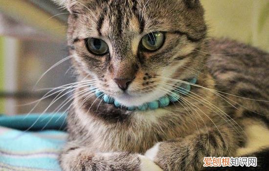 怎么预防猫咪尿闭，预防猫咪尿闭必须吃处方粮吗