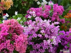 怎么养护三角梅花，怎么养好三角梅？记住3个要点，长成花墙花期长