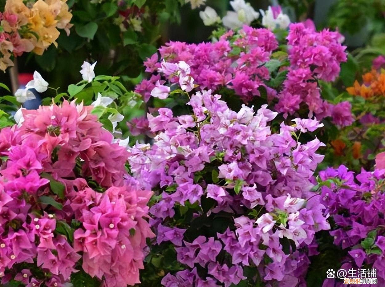 怎么养护三角梅花，怎么养好三角梅？记住3个要点，长成花墙花期长