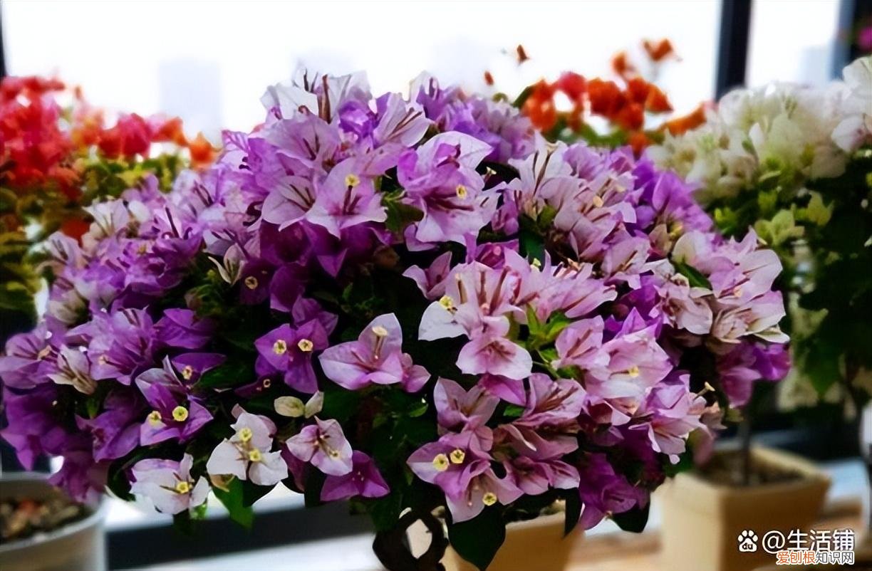 怎么养护三角梅花，怎么养好三角梅？记住3个要点，长成花墙花期长