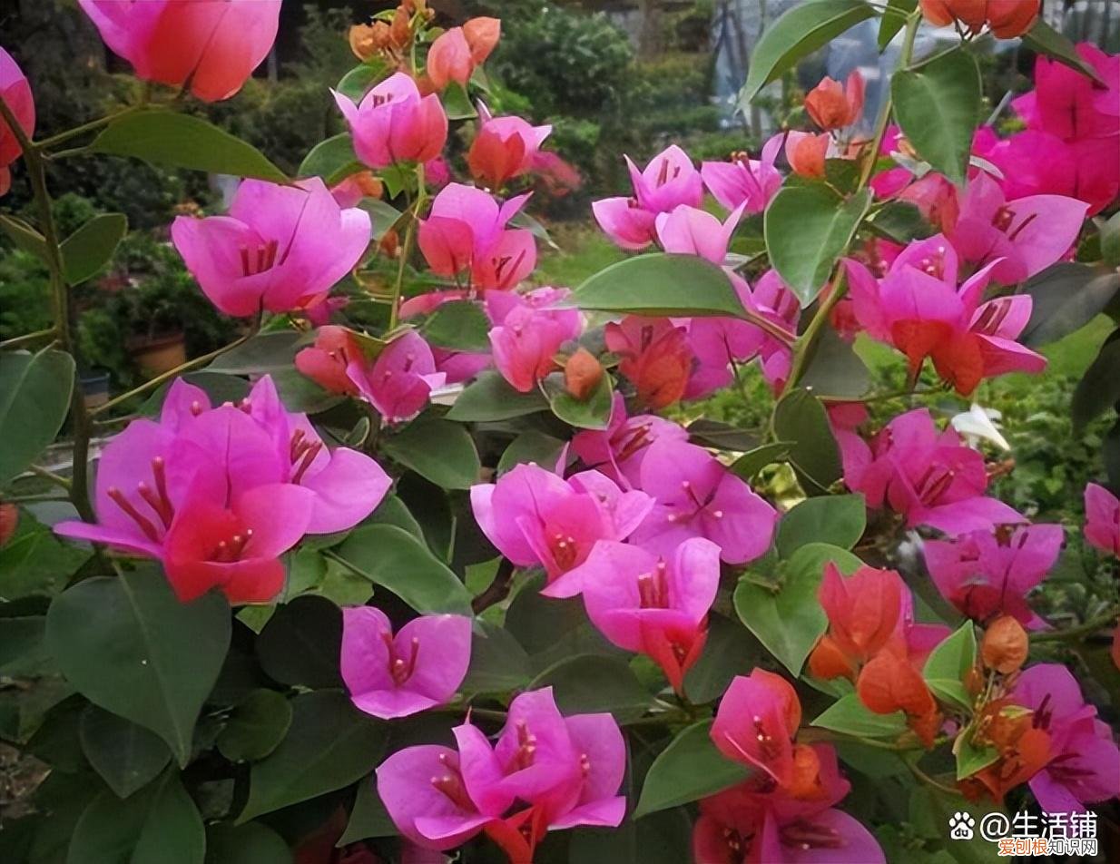 怎么养护三角梅花，怎么养好三角梅？记住3个要点，长成花墙花期长