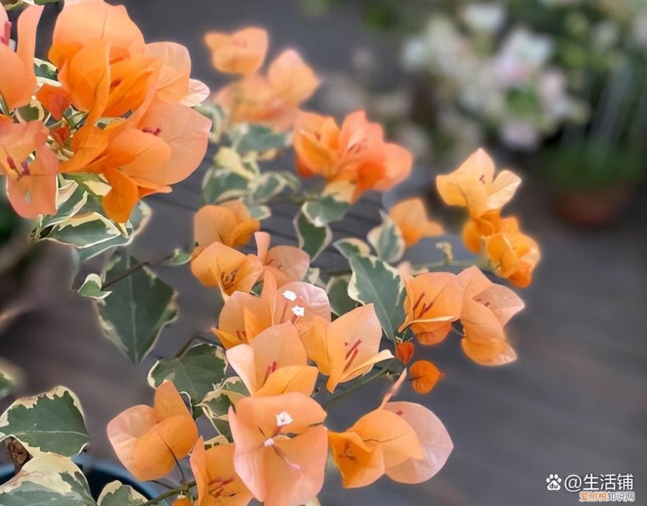 怎么养护三角梅花，怎么养好三角梅？记住3个要点，长成花墙花期长
