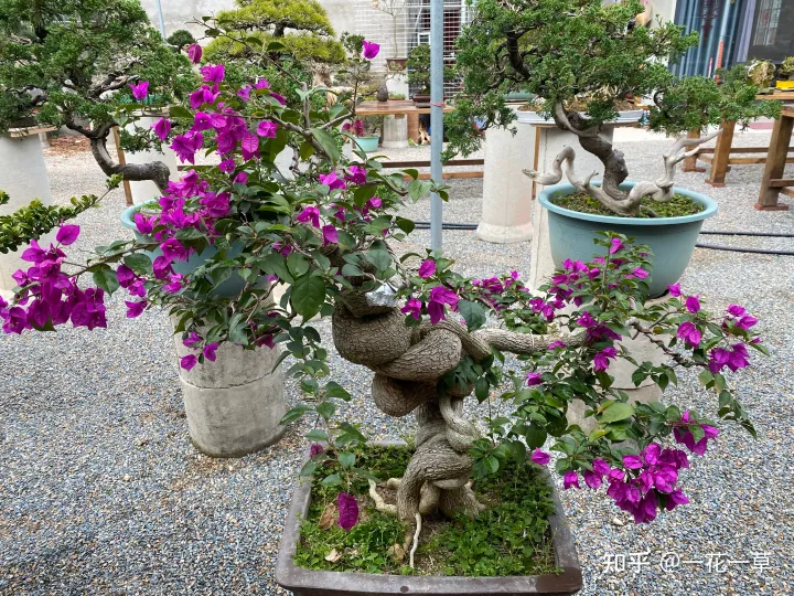 三角梅怎么养的好，今天来给大家介绍如何养好三角梅