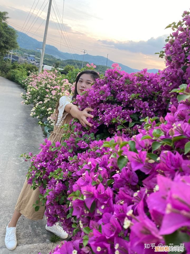 三角梅怎么养的好，今天来给大家介绍如何养好三角梅
