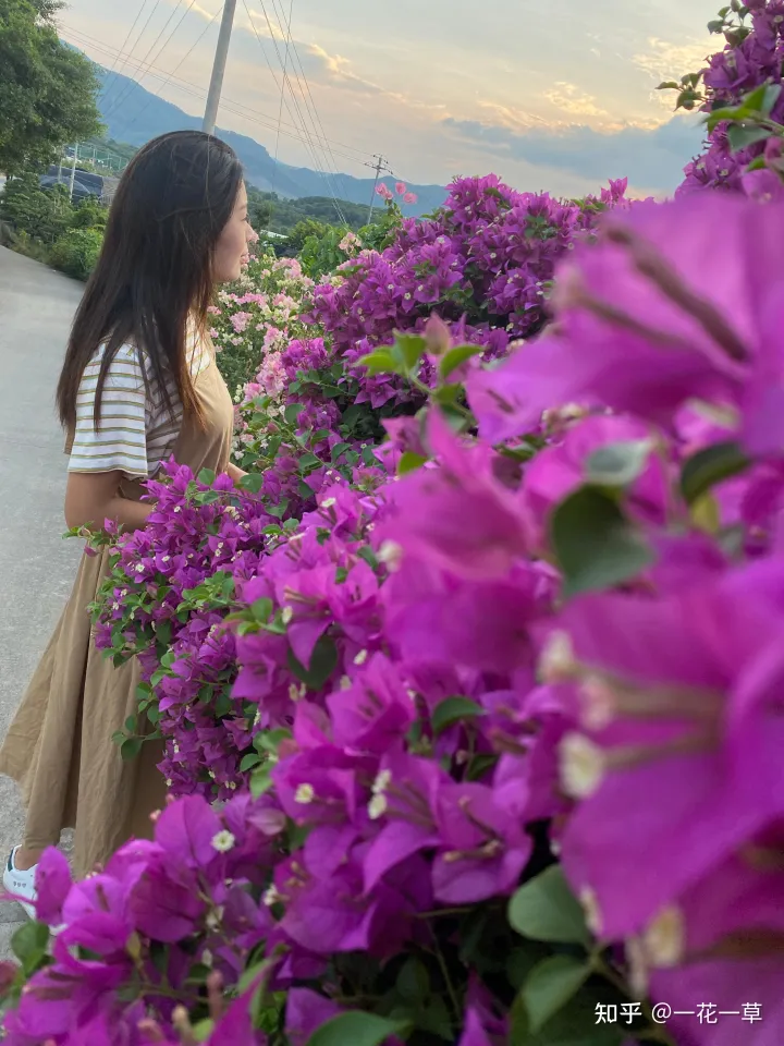 三角梅怎么养的好，今天来给大家介绍如何养好三角梅