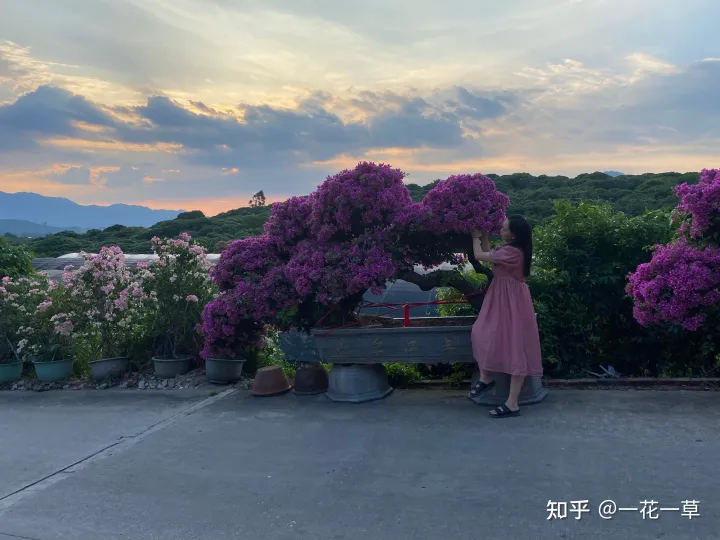 三角梅怎么养的好，今天来给大家介绍如何养好三角梅