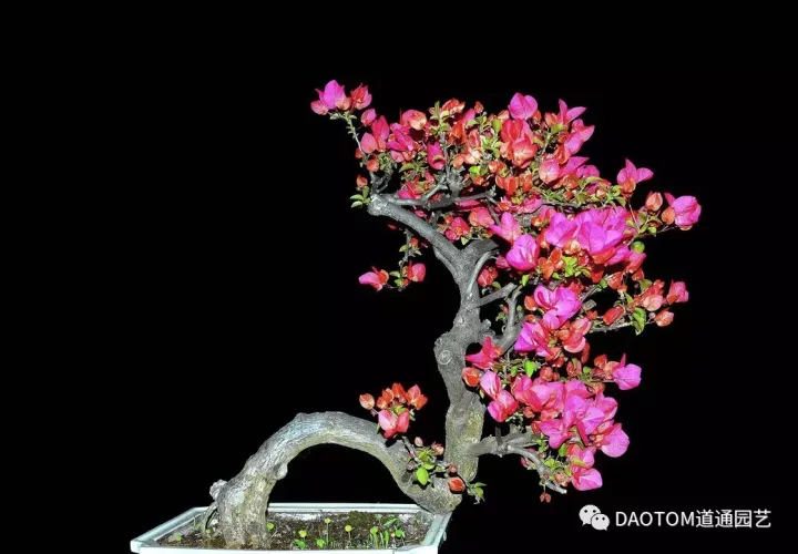 三角梅冬天换盆后可以给枝叶喷水吗，三角梅秋天养爆盆很简单，做好这几点就足够！