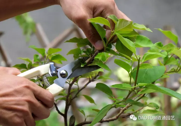 三角梅冬天换盆后可以给枝叶喷水吗，三角梅秋天养爆盆很简单，做好这几点就足够！